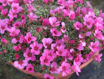 Saxifraga 'Tvuj Uspech' (x poluanglica)